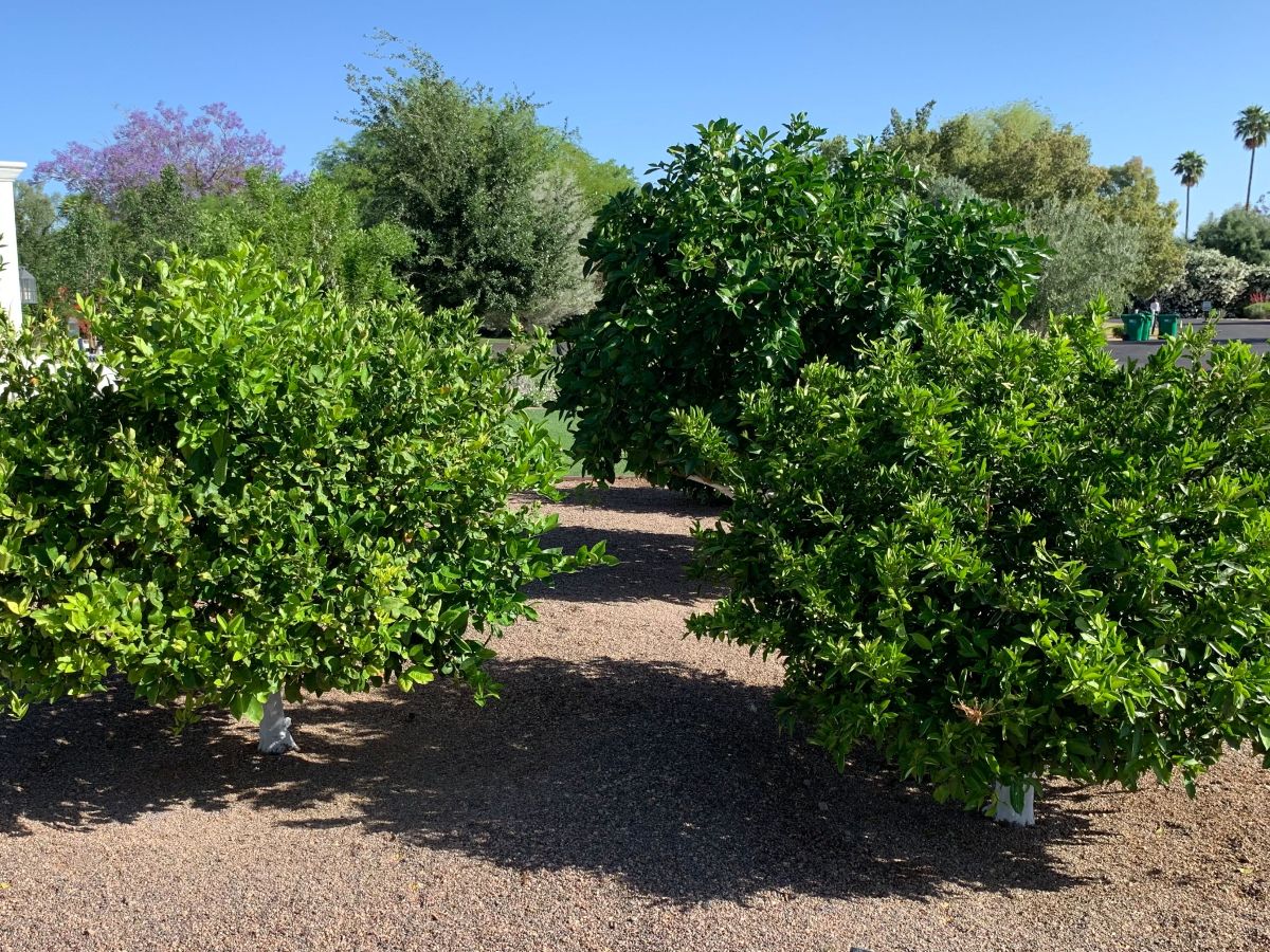 Citrus After .. - A to Z Tree & Turf