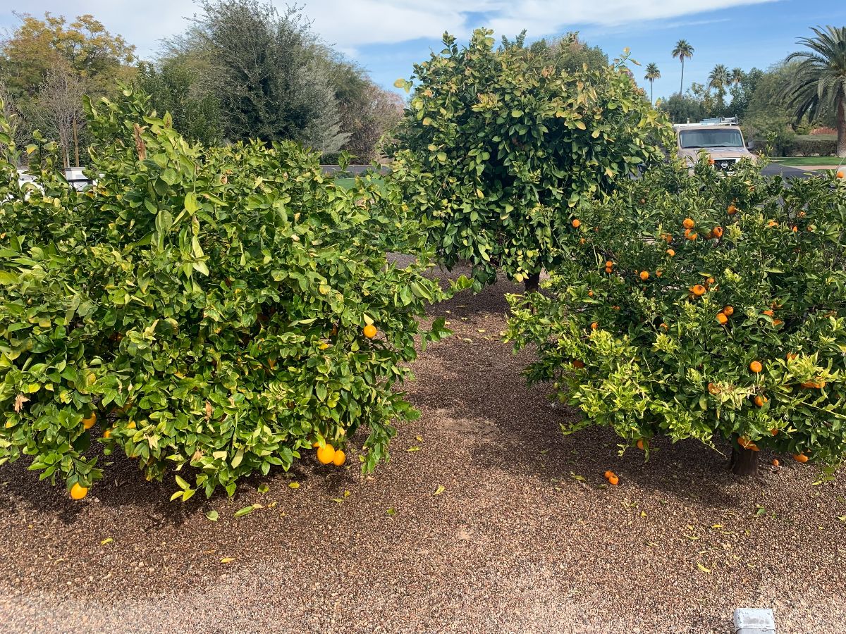 Citrus Before .. - A to Z Tree & Turf