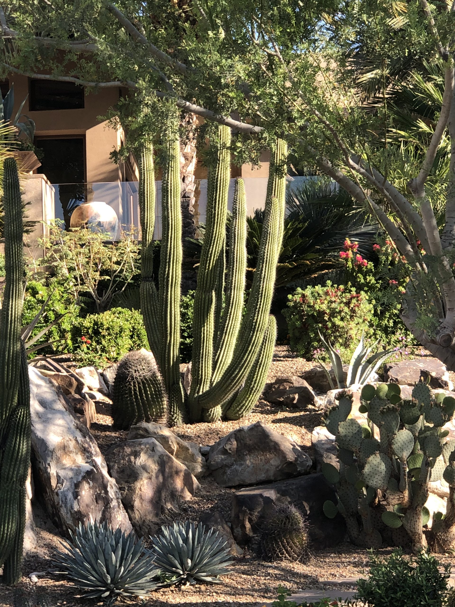 Desert Scape Scaled - A to Z Tree & Turf