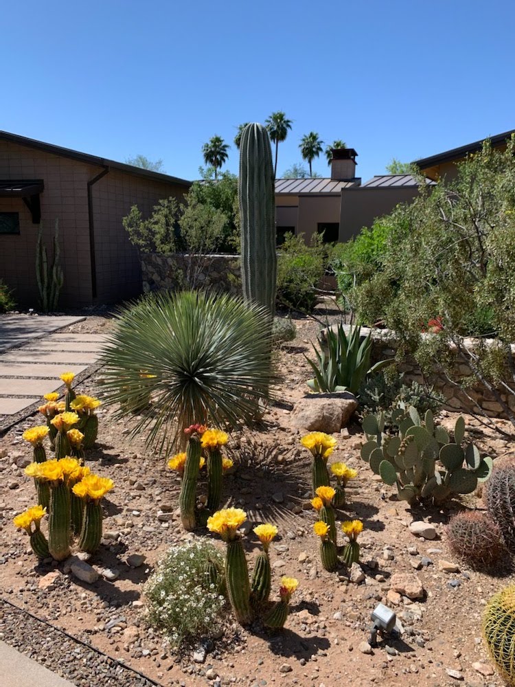 Desert Scape - A to Z Tree & Turf